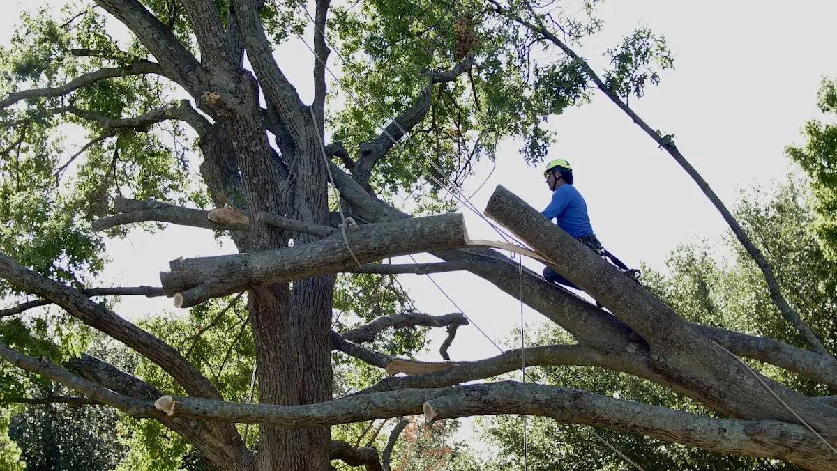 Professional Hazardous Tree Removal performed by certified arborists in Porterfield